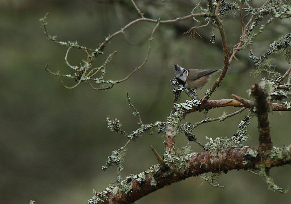 Crested Tit