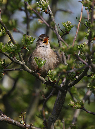 Wren
