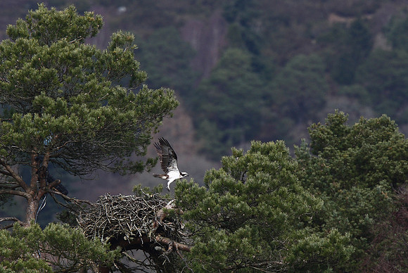Osprey