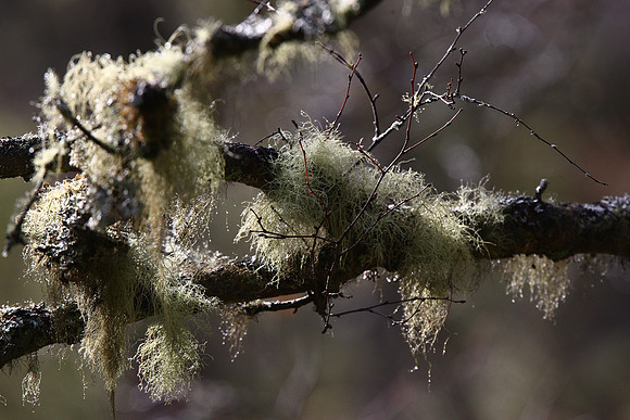 Lichen