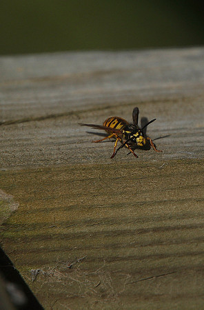 Wasp