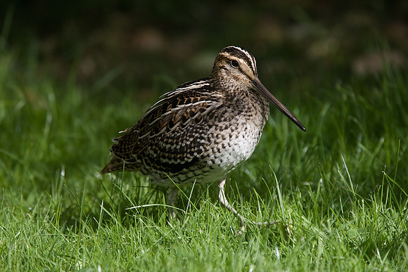 Great Snipe