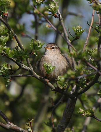 Wren