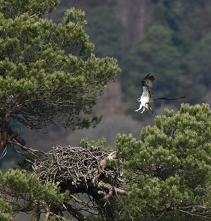Osprey