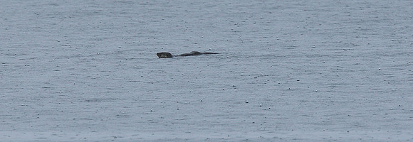 Otter