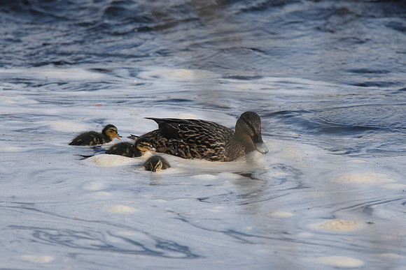 Mallard