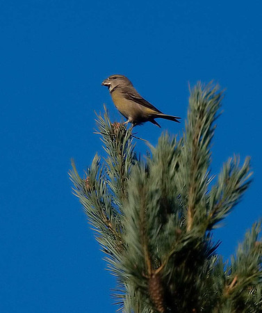 Parrot Crossbill