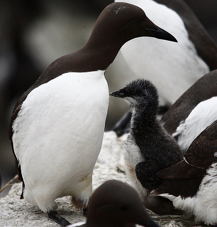Guillemot