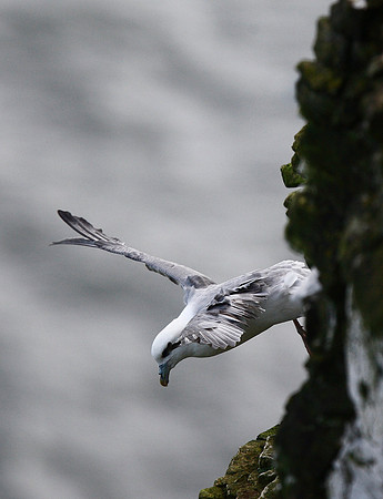 Fulmar
