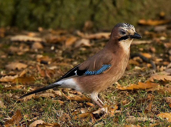 Jay