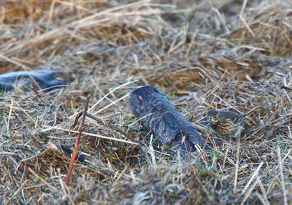 American Buff-bellied Pipit