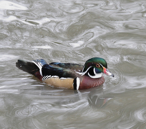 Wood Duck