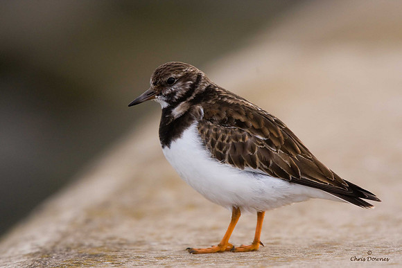 Turnstone