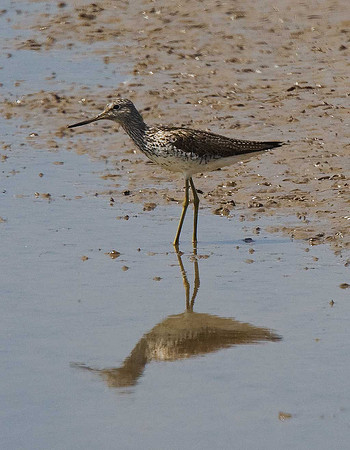 Greenshank