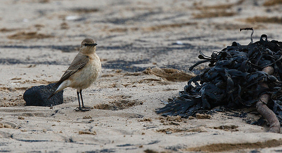 Isabelline Wheatear
