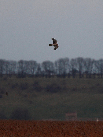 Hen Harrier