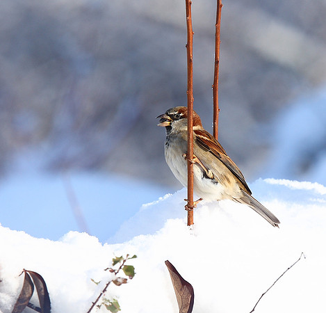 House Sparrow