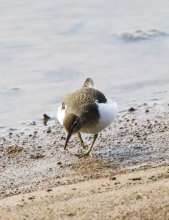 Common Sandpiper