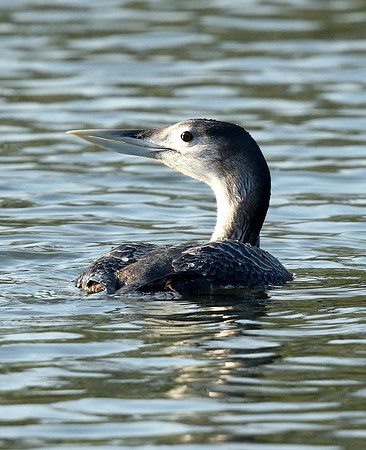 White-billed Diver
