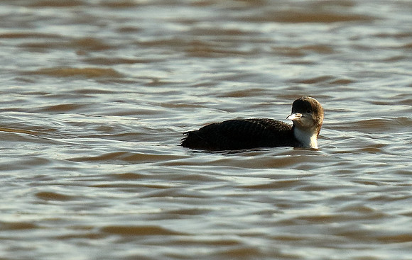 Pacific Diver