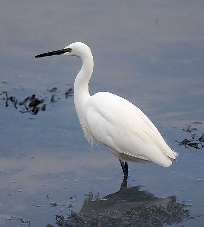 Little Egret