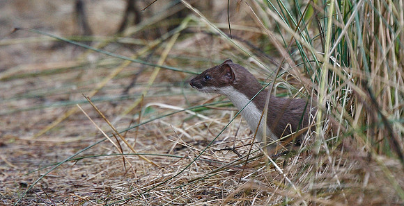 Stoat