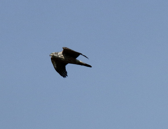 Goshawk