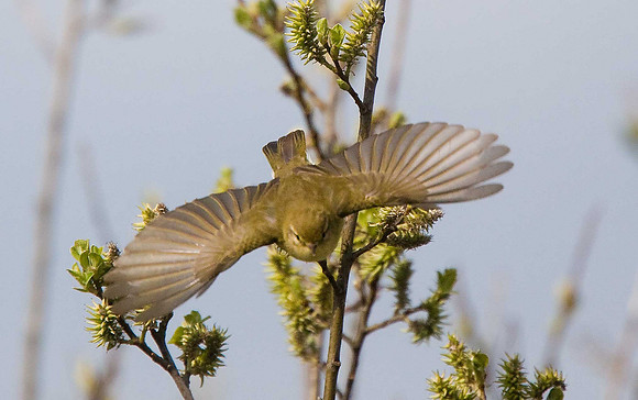 Willow Warbler