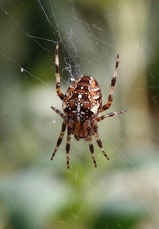 Garden Spider
