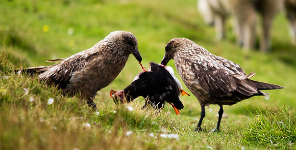Great Skua