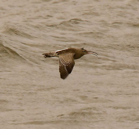 Whimbrel
