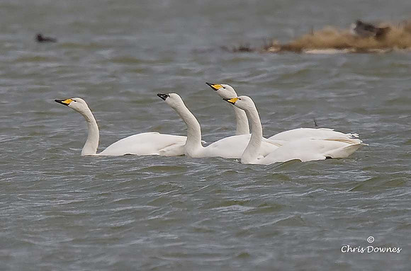 Whooper Swans