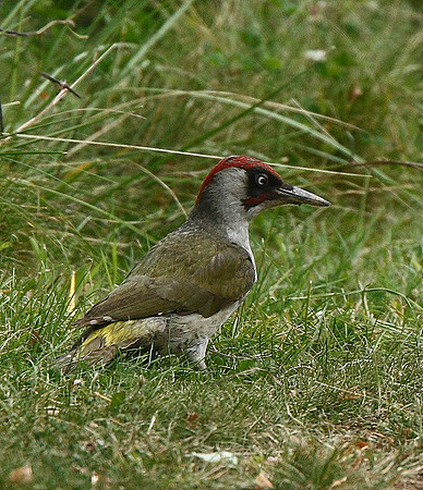 Green Woodpecker