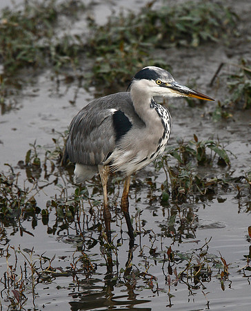 Heron