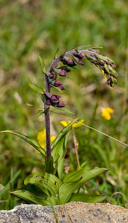 Dark Red Helleborine BMQ