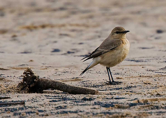 Isabelline Wheatear
