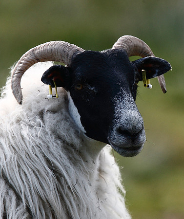 Saltholme Sheep