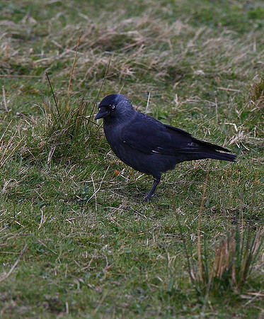 Jackdaw
