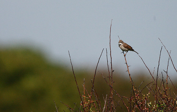 Whitethroat