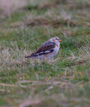 Snow Bunting