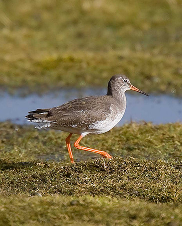 Redshank