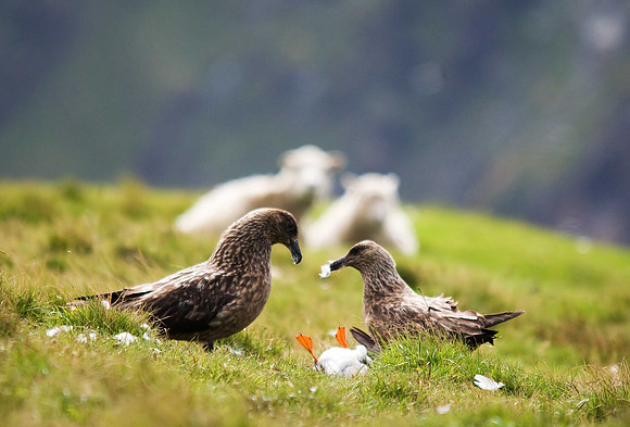 Great Skua