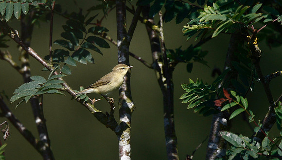 Willow Warbler