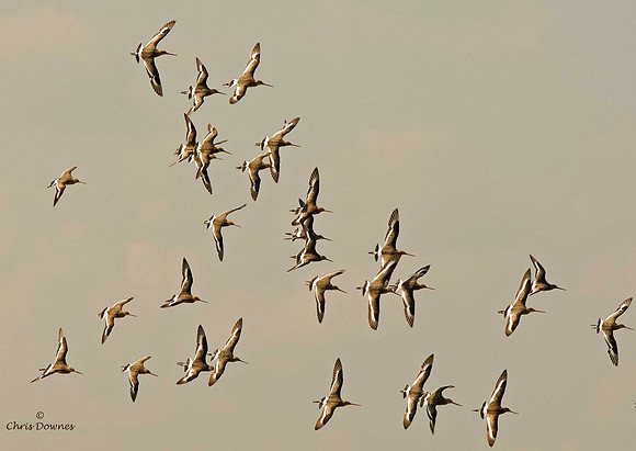 Black-tailed godwits