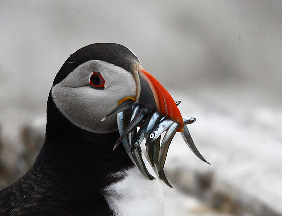Puffin