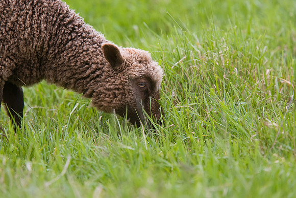Shetland Lamb