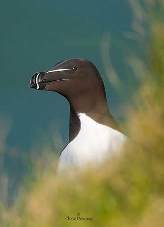 Razorbill