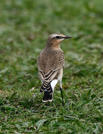 Wheatear