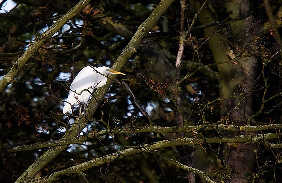Great White Egret