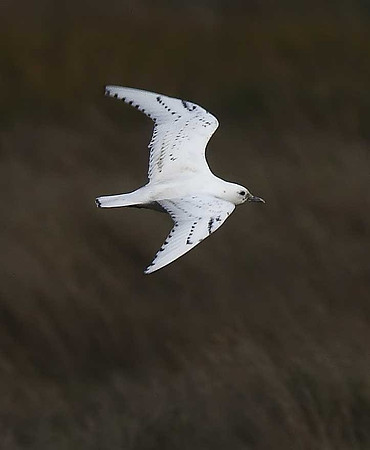 Ivory Gull